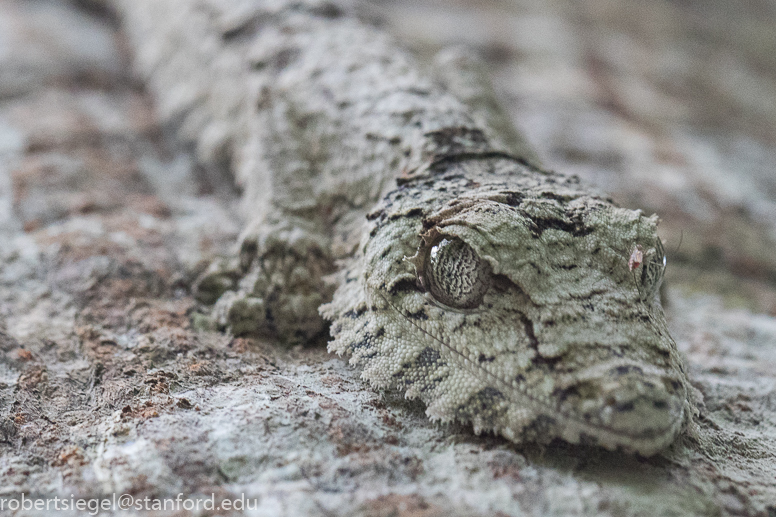 leaf-tailed gecko